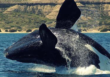 argentina-adentro-valdes