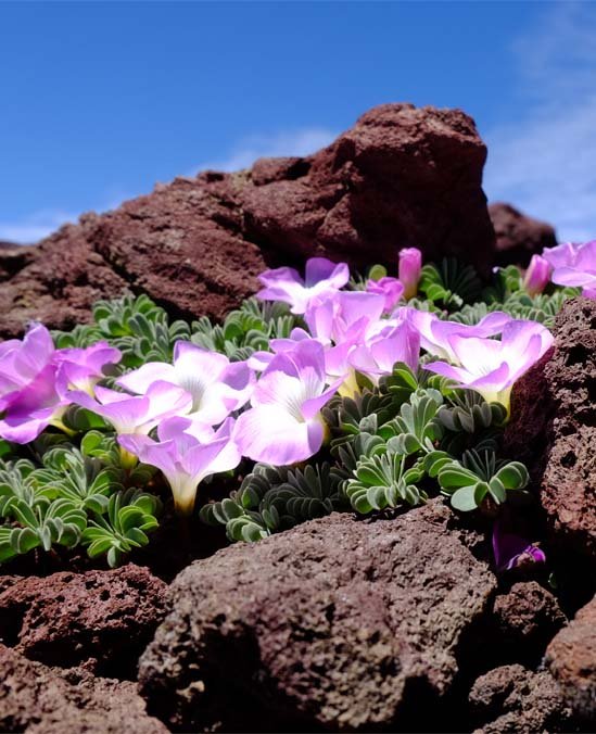 San Martín de los Andes